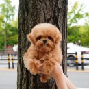 청담펫츠 이미지