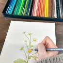 보태니컬 아트 초급 이미지