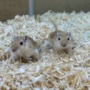 로던트 클럽 이미지