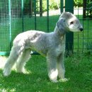 두테리어 이미지