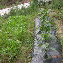 정자리농장 이미지