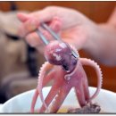 독천낙지명가 이미지