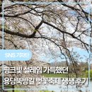 용당마을회관 | 용당뚝방길 벚꽃축제 생생 후기[출처] 핑크빛 설레임 가득했던 용당뚝방길 벚꽃축제 생생 후기|작성자...