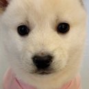 다시사랑받개