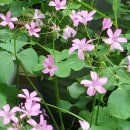 산야초 자연 캠핑장 이미지