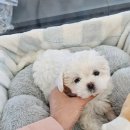 도그마루 강아지고양이 대전점 이미지