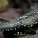 동수교 - 1069 | 동수교