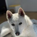 하도리님과함께 이미지