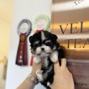 광주강아지분양 고양이분양 24시 데려가개본점 이미지