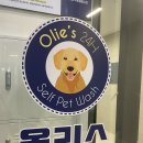 올리스24셀프목욕 이미지