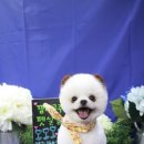 토토애견 이미지