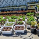 고릴라 뷔페 이미지