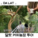일중농장 | 달랏 자유여행 체험 커피농장투어 추천(손파카마라)