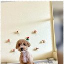 포블포블 네이버블로그
