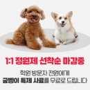 보람애견미용 이미지