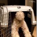 대한켄넬 이미지