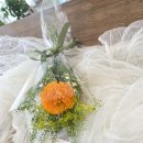 사파동369 이미지