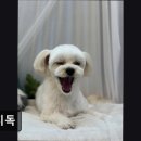 아지독