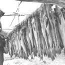 명태이야기 이미지