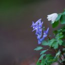 금장상회 이미지