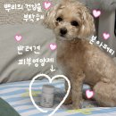웰빙피부 - 송파구 | 반려견 피부영양제, 본아페티 피부+모질 후기