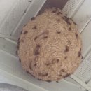 통큰엔설국 이미지