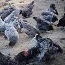 구구랜드 실키팜 이미지