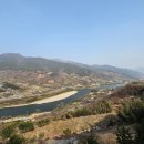 금천리 산수유 네이버블로그
