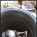 전산옥민박 이미지