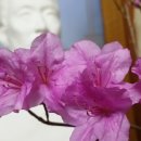 기억나무펜션 이미지