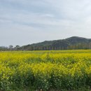 창녕-남지-남지센터-04 | 창녕 남지 낙동강 유채꽃 축제 개화 대구 근교 봄 여행 추천