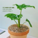 셀렘