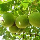 광실약국 이미지