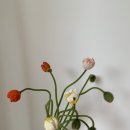 스튜디오 양귀비 이미지