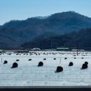 용암면 기산리 교차로(저단) | 성주참외/직거래 지나가는길 우연히 참외를 구입 하게 되었다.