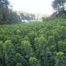 태양2농장 이미지