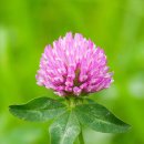 레드클로버 이미지