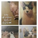 나와고양이 이미지