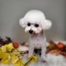 521펫살롱 이미지