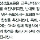 갑상선호르몬 단백질 조절 이미지