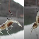 미끼