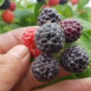 유한농장 이미지