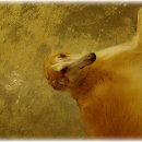 라고카페 이미지