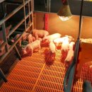 태흥한돈영농조합법인 이미지