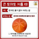 토마토 물기 없이 자르는 법 이미지