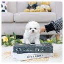 후포 비소 제12호 | 후포강아지분양, 집 앞까지 찾아오는 이동분양 서비스 후기