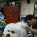 킴스애견미용 이미지