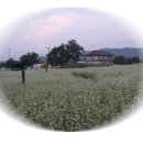 메밀꽃일다 이미지