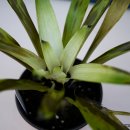 화이트 클라우드 이미지