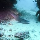 제이제이원 | 말라파스쿠아 드래곤제이원 리조트 다이빙 후기 날씨, 바다, 비용